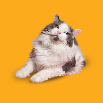 Gato